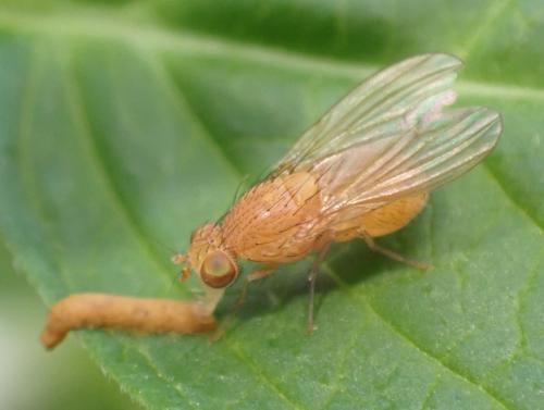 Sapromyzosoma laevatrispina
